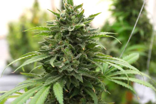 Mega darknet ссылка