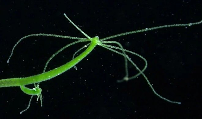 Что такое кракен шоп