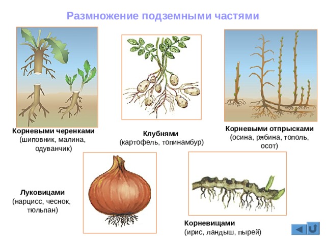 Ссылка на кракен маркет
