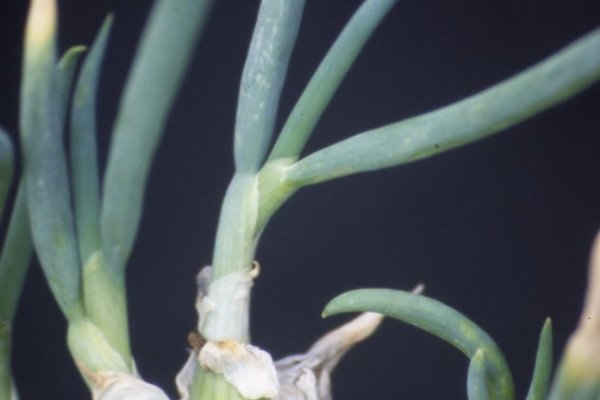 Кракен омг мега